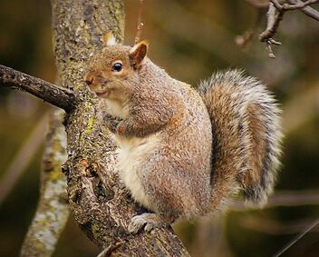 Squirrel up a tree - image #485907 gratis