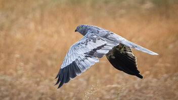 A Montagu's Harrier flying away with a catch - бесплатный image #486137