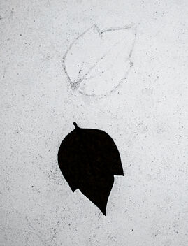 Leaf on a glass roof #360 - Free image #486247