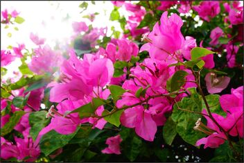 Bougainvillea blooming in the sunlight - image #486267 gratis