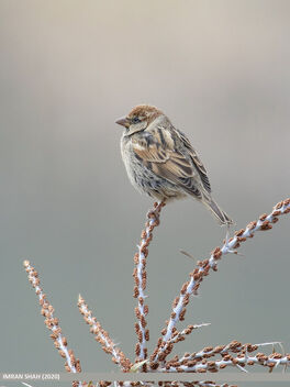 Spanish Sparrow (Passer hispaniolensis) - image gratuit #486537 