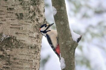 Woodpecker - image gratuit #486557 