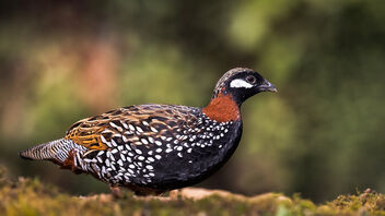 A Black Francolin out in the open for food - Free image #486597