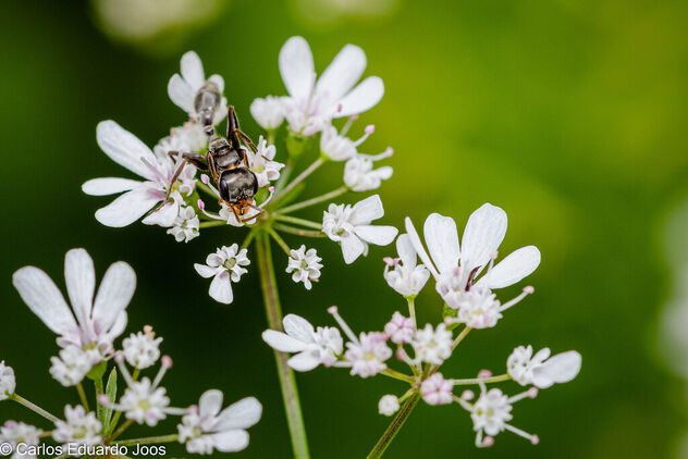 The ant and the Flowers - бесплатный image #486677