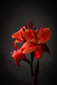 Canna Lily - Kostenloses image #486687