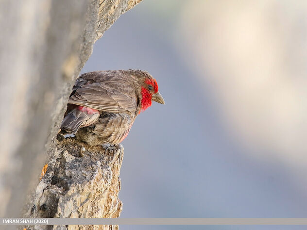 Red-fronted Rosefinch (Carpodacus puniceus) - Free image #486727