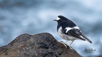 A Little Forktail in action near some rapids - Free image #486827
