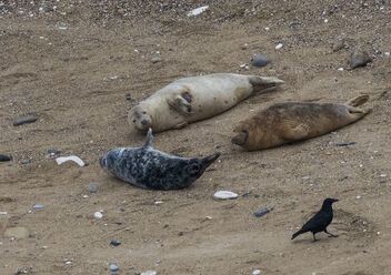 Atlantic Grey Seals (Halichoerus grypus) - image gratuit #487087 