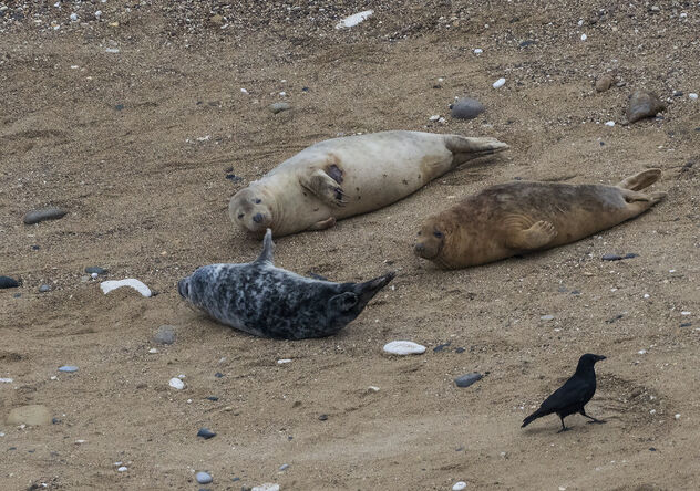 Atlantic Grey Seals (Halichoerus grypus) - image #487087 gratis
