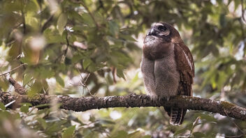 A Brown Wood Owl in its habitat - бесплатный image #487217