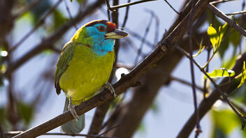 A Blue Throated Barbet with its flock in the morning - image #487357 gratis
