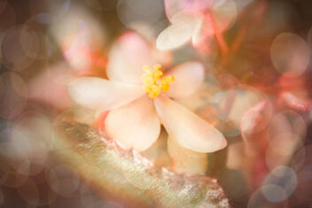 Begonia flowers #33 - image #487377 gratis