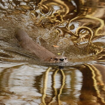 Wildlife Park Eekholt - River otter in the water | February 2, 2022 | Schleswig-Holstein - Germany -- X-Trans IV Nostalgic Negative Recipe - Kostenloses image #487407