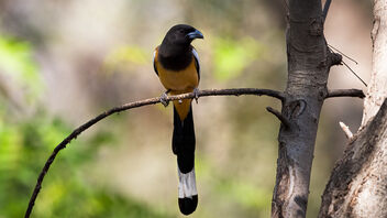 A Rufous Treepie actively foraging in the hot sun under shade - Free image #488277