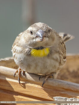 Rock Sparrow (Petronia petronia) - image gratuit #488337 