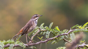 A Bluethroat late in the evening - image #488377 gratis