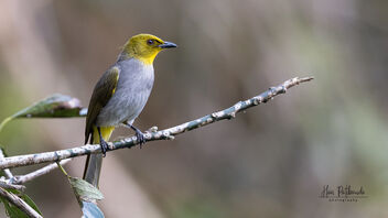 An Yellow Throated bulbul on a beautiful perch - image #488437 gratis