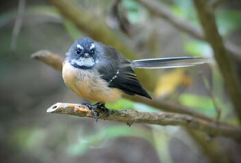 New Zealand Fantail. - Kostenloses image #488537