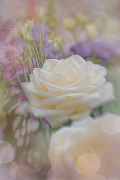 Floral Fantasy - Free image #488607