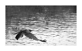 Wet crow flying away after a bath - бесплатный image #488787