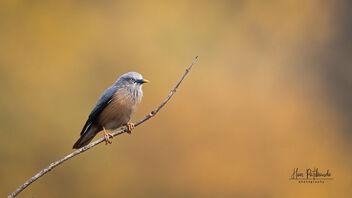A Chestnut Tailed Starling on a beautiful perch - бесплатный image #488907