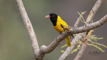 A beautiful Black Hooded Oriole foraging in the morning - бесплатный image #489007