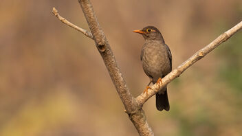 An Indian Blackbird basking in the morning Sun - image #489027 gratis
