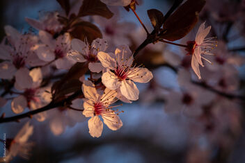 Cerisier du japon - Free image #489137