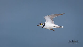 A Little Ringed Plover flying over the lake - Free image #489187