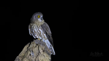 A Brown Hawk Owl very active in the night - image #489277 gratis