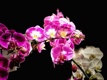 Orchids, Singapore Botanic Gardens - image gratuit #489717 