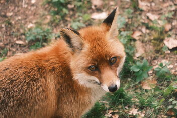 Fox | April 18, 2022 | Eekholt Wildlife Park - District of Segeberg - Schleswig-Holstein - Germany - Free image #489737