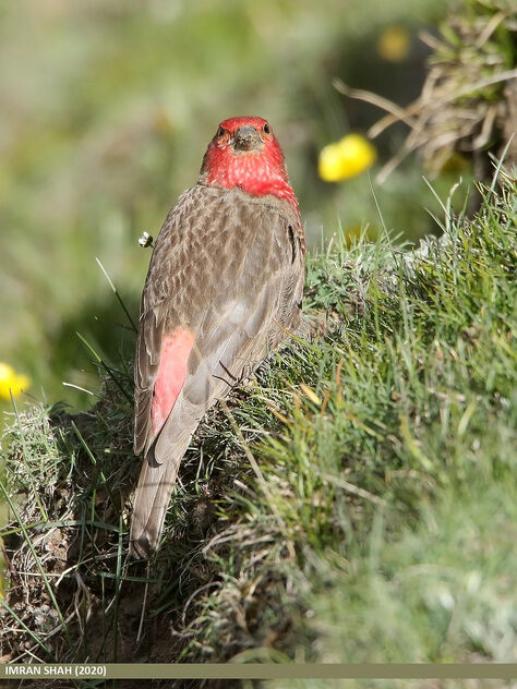 Red-fronted Rosefinch (Carpodacus puniceus) - Kostenloses image #489927