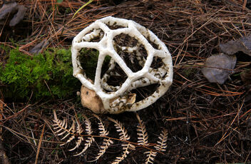 Basket Funghi - бесплатный image #490087
