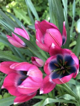 Colorful tulips - Free image #490327