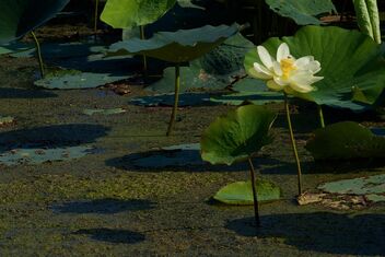 North American Lotus - Kostenloses image #490527