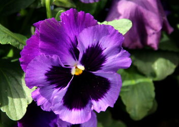 Purple Beauty - Kostenloses image #490667