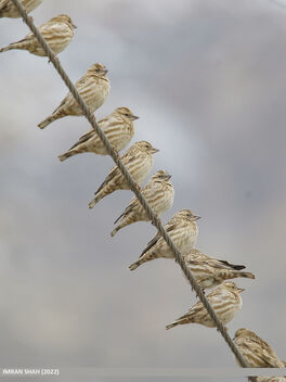 Rock Sparrow (Petronia petronia) - Free image #490727