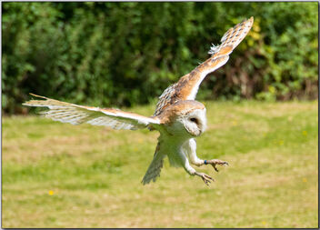Tyto alba or Barn Owl - image gratuit #490747 
