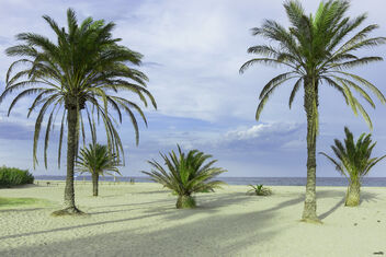 Palmeras en la playa - бесплатный image #490807
