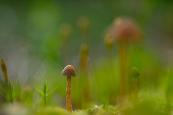 [Small Fungi 20] - image gratuit #490957 