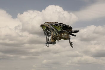 Vulture, Uganda - image #491007 gratis