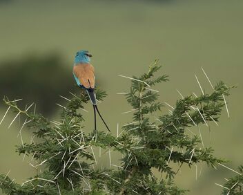 Abyssinian Roller - Free image #491057