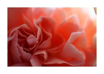Rose petals closeup - Free image #491257