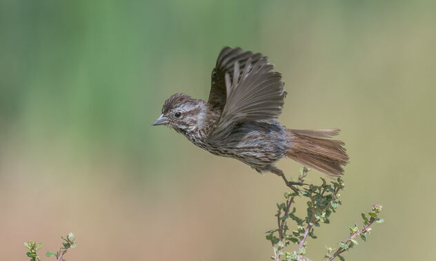 Song Sparrow - Free image #491427