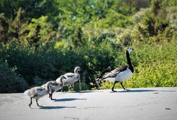 Geese on a morning walk - image #491507 gratis