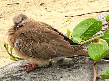 Laughing Dove - Free image #491627