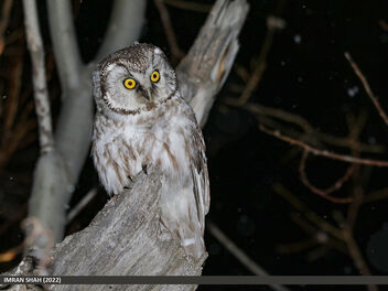 Boreal Owl (Aegolius funereus) - Free image #491787