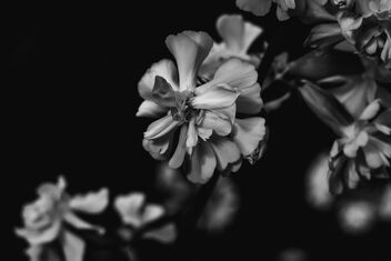 [Saponaria officinalis 3] - Free image #491947