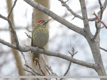 Scaly-bellied Woodpecker (Picus squamatus) - image gratuit #491957 